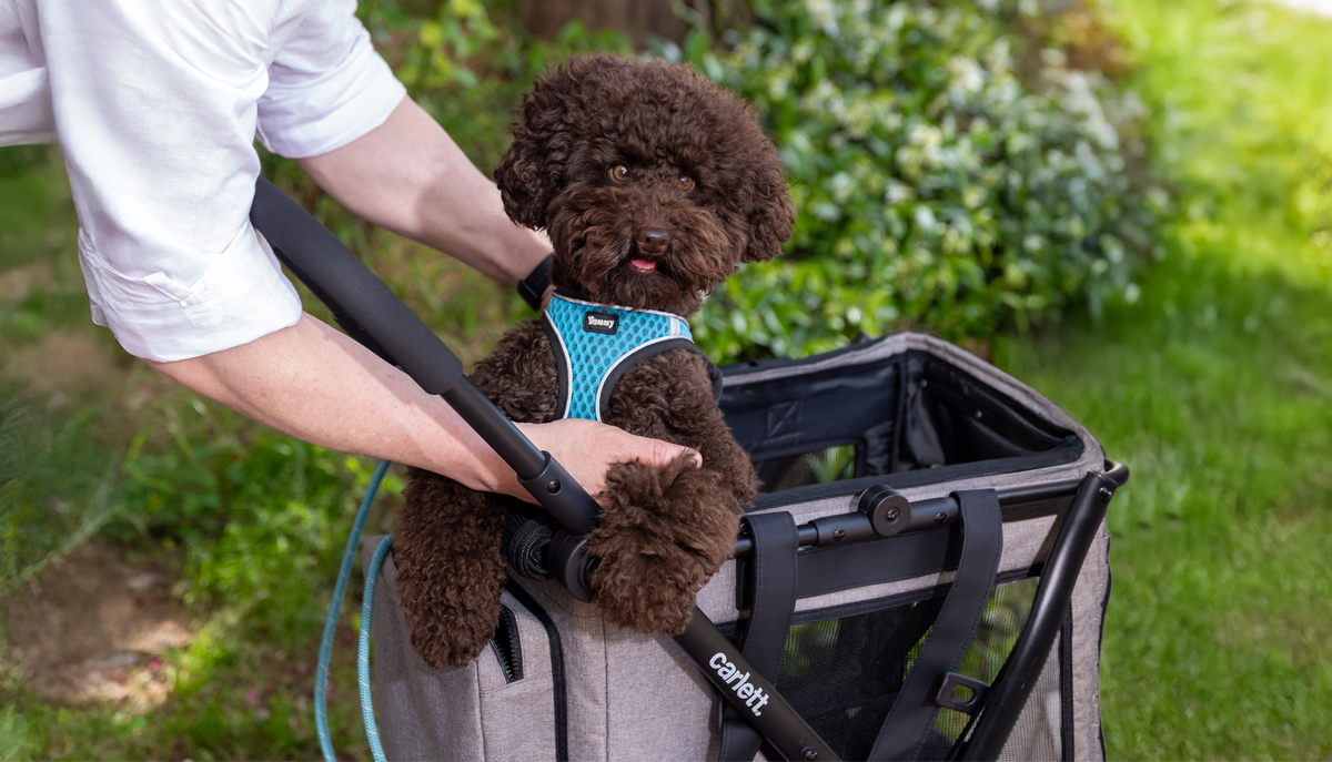 Carro para mascotas: ventajas y cómo elegirlo