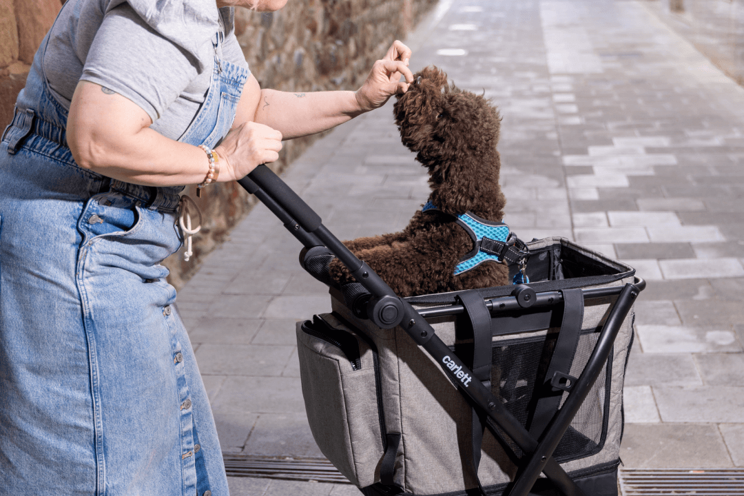 El carrito para perro que mejora su calidad de vida